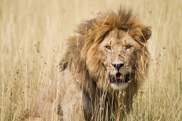 Serengeti National Park Tanzania — Stock Photo, Image