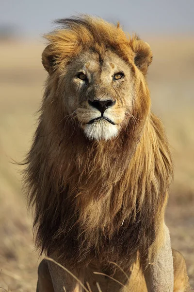 Parque Nacional Serengeti Tanzânia — Fotografia de Stock