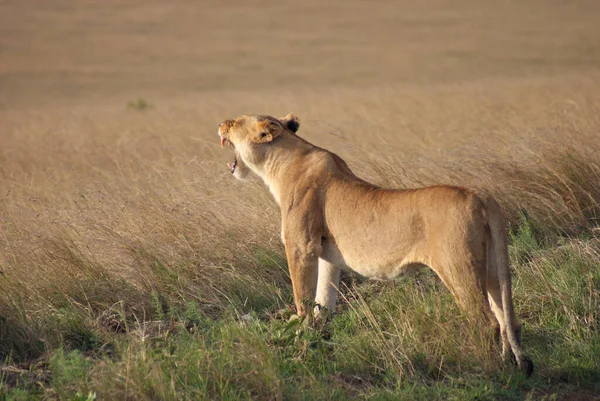 Serengeti National Park Tanzania — Stock Photo, Image