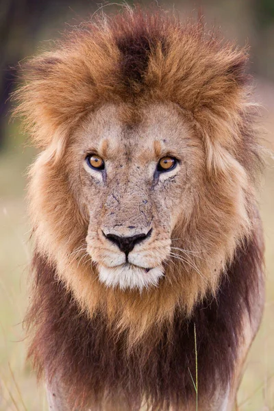 Park Narodowy Serengeti Tanzanii — Zdjęcie stockowe