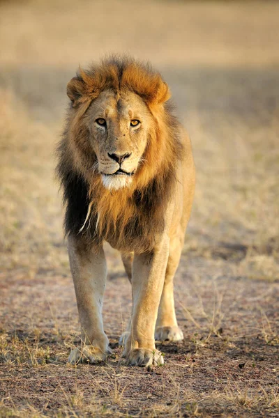 Národní Park Serengeti Tanzanii — Stock fotografie