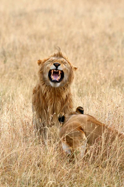 Serengeti Nemzeti Park Tanzániában — Stock Fotó