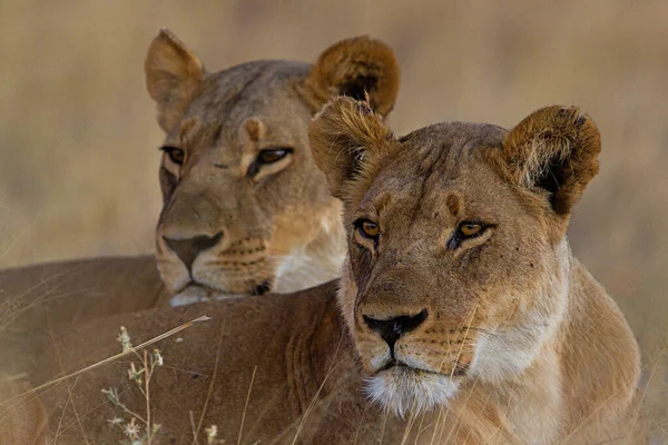 Nationaal Park Serengeti Tanzania — Stockfoto