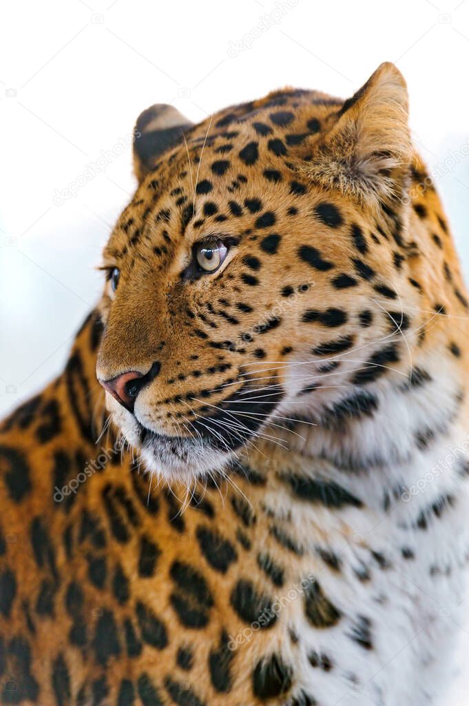 leopard in the african savannah