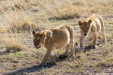 Aslan, Doğu Afrika Ulusal Parklarında Bulundu.