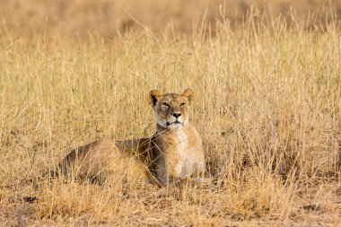 Aslan, Doğu Afrika Ulusal Parklarında Bulundu.