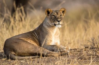 Aslan, Doğu Afrika Ulusal Parklarında Bulundu.