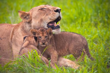 Aslan, Doğu Afrika Ulusal Parklarında Bulundu.