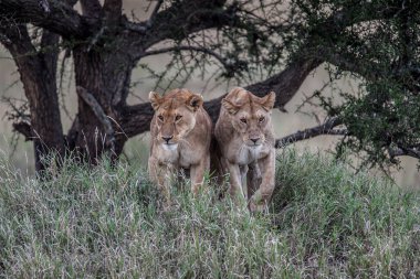 Aslan, Doğu Afrika Ulusal Parklarında Bulundu.
