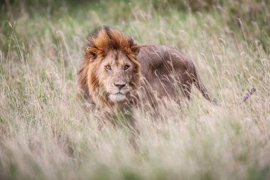 Aslan, Doğu Afrika Ulusal Parklarında Bulundu.