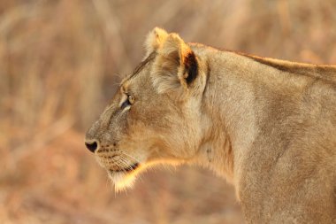 Aslan, Doğu Afrika Ulusal Parklarında Bulundu.