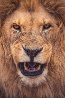 Aslan, Doğu Afrika Ulusal Parklarında Bulundu.
