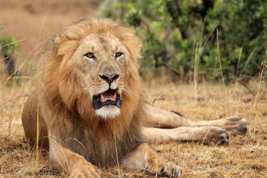 Aslan, Doğu Afrika Ulusal Parklarında Bulundu.