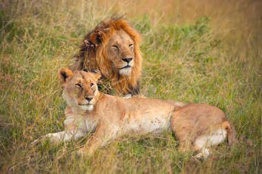 Aslan, Doğu Afrika Ulusal Parklarında Bulundu.