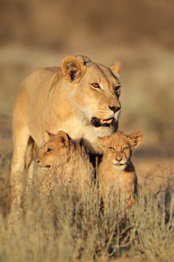 Aslan, Doğu Afrika Ulusal Parklarında Bulundu.