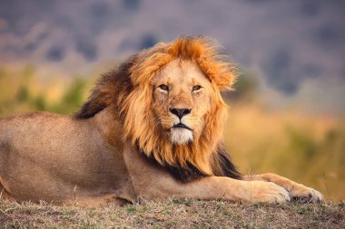 LION FOUND IN EAST AFRICAN NATIONAL PARKS clipart