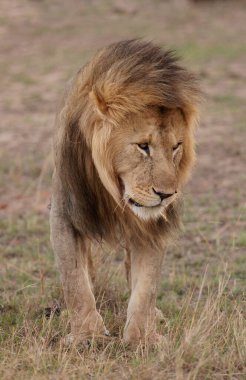 Aslan, Doğu Afrika Ulusal Parklarında Bulundu.