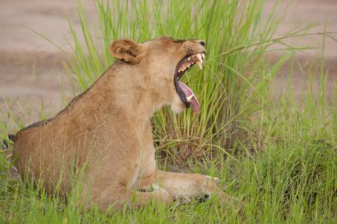 Aslan, Doğu Afrika Ulusal Parklarında Bulundu.
