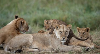 Aslan, Doğu Afrika Ulusal Parklarında Bulundu.