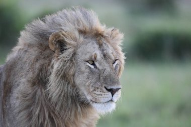 Aslan, Doğu Afrika Ulusal Parklarında Bulundu.