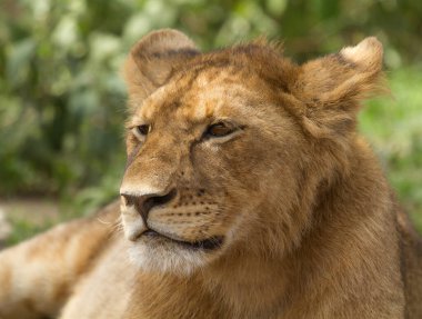 Aslan, Doğu Afrika Ulusal Parklarında Bulundu.