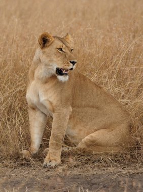 Aslan, Doğu Afrika Ulusal Parklarında Bulundu.