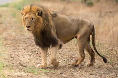 Aslan, Doğu Afrika Ulusal Parklarında Bulundu.