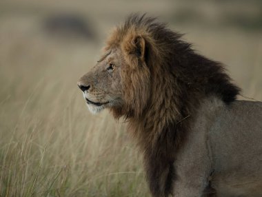 Aslan, Doğu Afrika Ulusal Parklarında Bulundu.