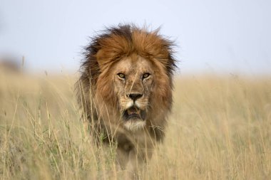 Aslan, Doğu Afrika Ulusal Parklarında Bulundu.