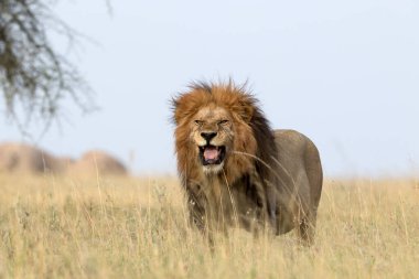 Aslan, Doğu Afrika Ulusal Parklarında Bulundu.