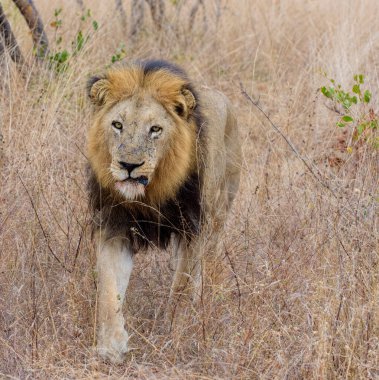 Aslan, Doğu Afrika Ulusal Parklarında Bulundu.