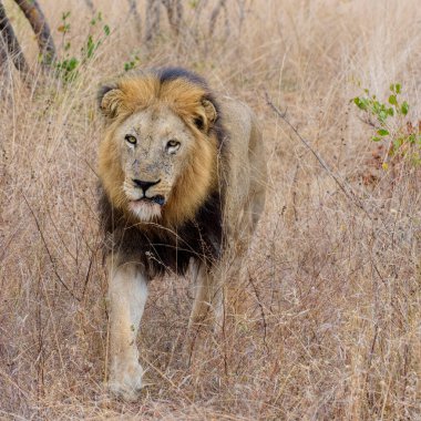 Aslan, Doğu Afrika Ulusal Parklarında Bulundu.