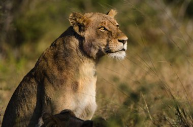 Aslan, Doğu Afrika Ulusal Parklarında Bulundu.