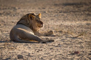 Aslan, Doğu Afrika Ulusal Parklarında Bulundu.