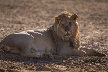 Aslan, Doğu Afrika Ulusal Parklarında Bulundu.