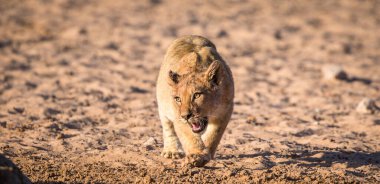 Aslan, Doğu Afrika Ulusal Parklarında Bulundu.