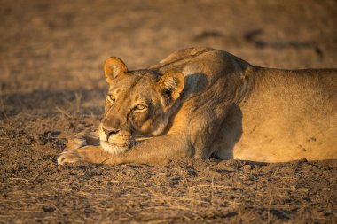 Aslan, Doğu Afrika Ulusal Parklarında Bulundu.