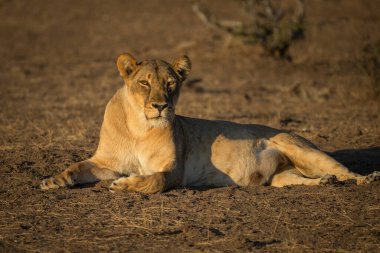 Aslan, Doğu Afrika Ulusal Parklarında Bulundu.