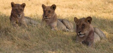 Aslan, Doğu Afrika Ulusal Parklarında Bulundu.