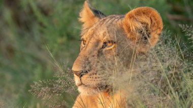 Aslan, Doğu Afrika Ulusal Parklarında Bulundu.