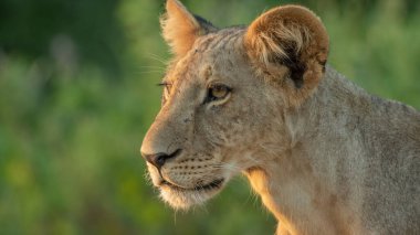 Aslan, Doğu Afrika Ulusal Parklarında Bulundu.