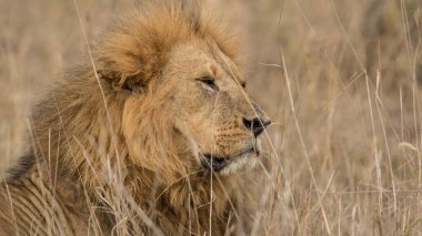 Aslan, Doğu Afrika Ulusal Parklarında Bulundu.