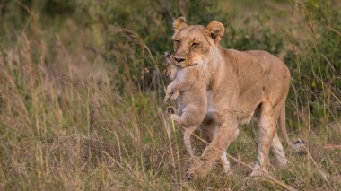 Aslan, Doğu Afrika Ulusal Parklarında Bulundu.