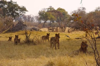 Aslan, Doğu Afrika Ulusal Parklarında Bulundu.