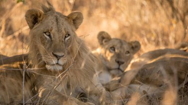 Aslan, Doğu Afrika Ulusal Parklarında Bulundu.