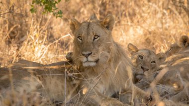 Aslan, Doğu Afrika Ulusal Parklarında Bulundu.