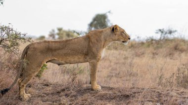 Aslan, Doğu Afrika Ulusal Parklarında Bulundu.