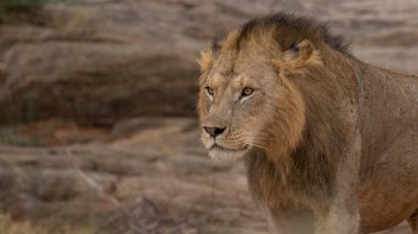 Aslan, Doğu Afrika Ulusal Parklarında Bulundu.