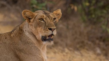 Aslan, Doğu Afrika Ulusal Parklarında Bulundu.