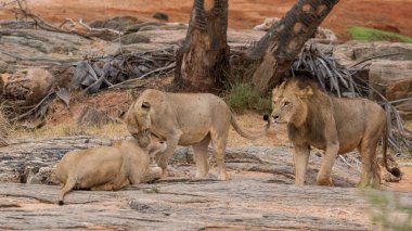 Aslan, Doğu Afrika Ulusal Parklarında Bulundu.